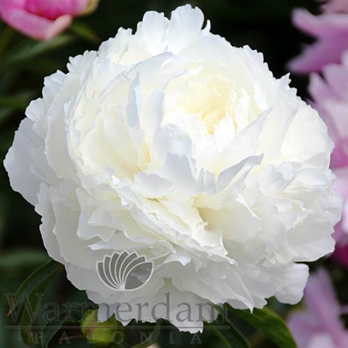 Пион Florium Brother Chuck (13325)