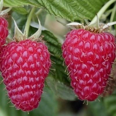 Саженец малины птица ремонтантного срока (1210689236)