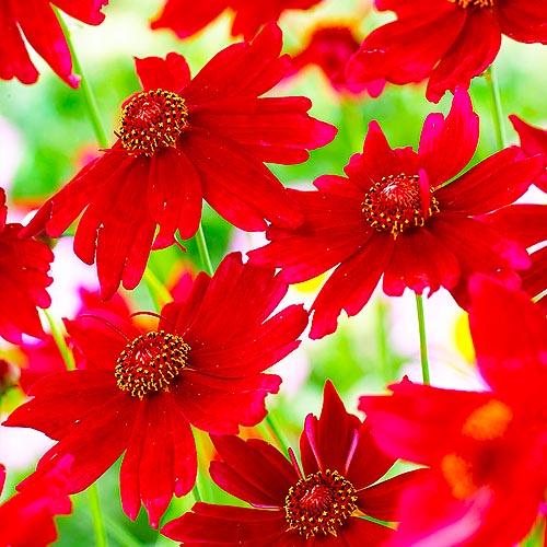 Кореопсис Florium Ruby Red (3819)