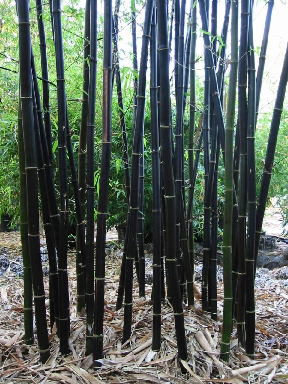 Семена Phyllostachys nigra Черный бамбук морозостойкий 5 шт. (2291154837) - фото 2