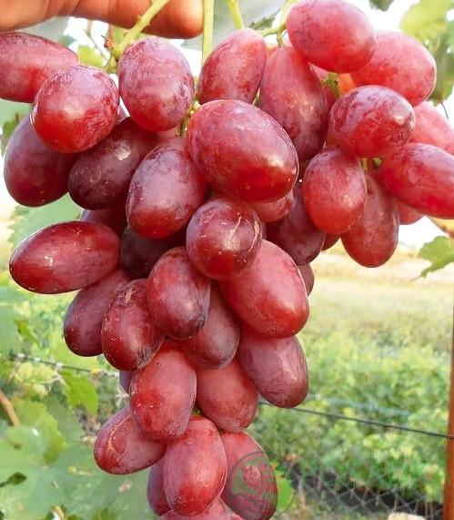 Саженцы винограда микс сортов в горшке 0,5 л