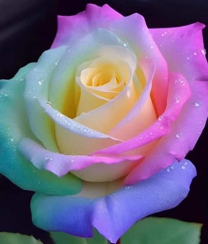 Семена радужной розы Американская красавица 10 шт. - фото 2 Семена радужной розы Американская красавица 10 шт. - фото 2