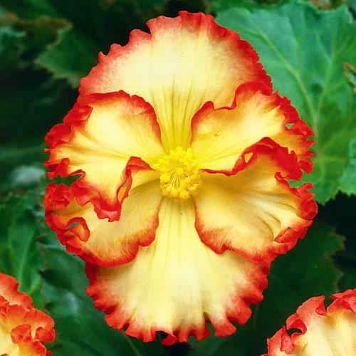 Бегония Florium Crispa Marginata Florium Желто-красный (4463)