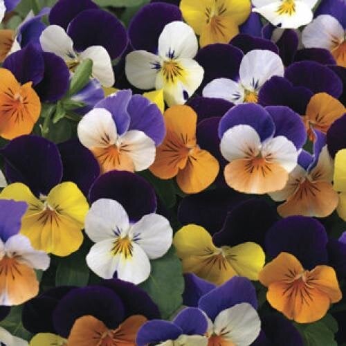 Семена цветов Виола Penny Jump-Up Mix Syngenta 500 шт. (BN03751-2)