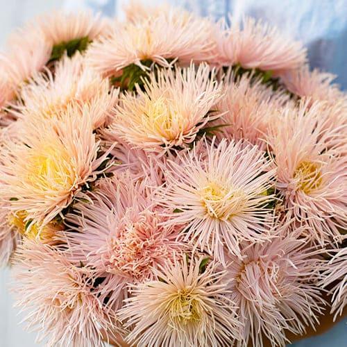 Семена Астра Florium игольчатая Кларен (17746)