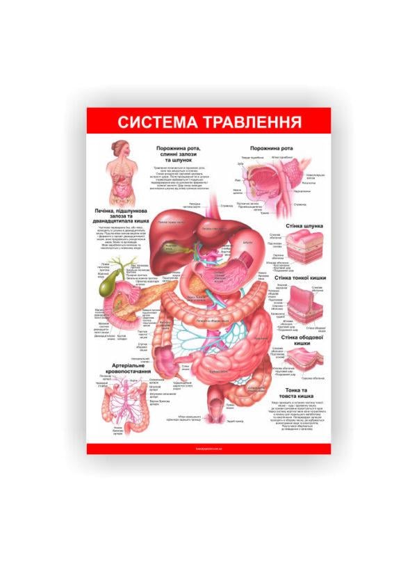 Плакат Vivay Система пищеварения 30х40 см (25698598)