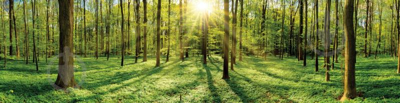 Наклейки кухонный фартук  Zatarga "Лес лучи солнца "  600х2500 мм Зеленый (Z180282)