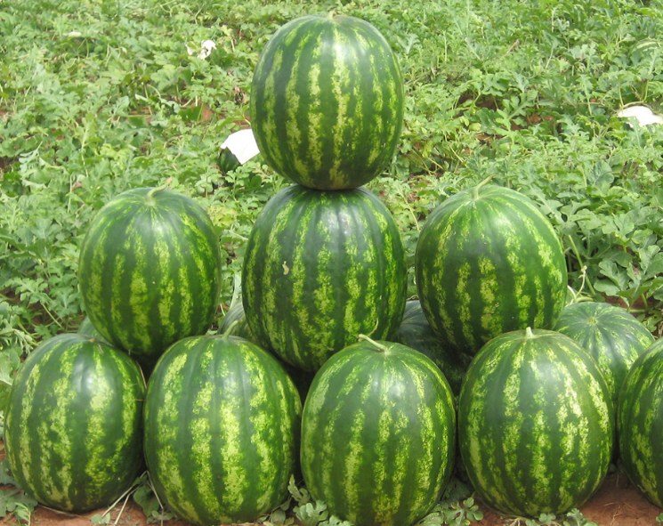 Семена Syngenta Арбуз Бархан F1 Проф упаковка 01-01-078 1000 шт. (IR02330)