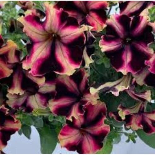Семена цветов Петуния крупноцветковая Can Can F1 Harlequin Burgundy Yellow Farao 10 шт. (BN12356-4)