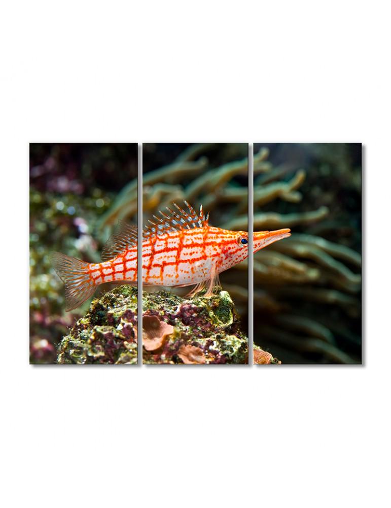 Картина модульная Рыба кораллового рифа 3 модуля 120x180 см