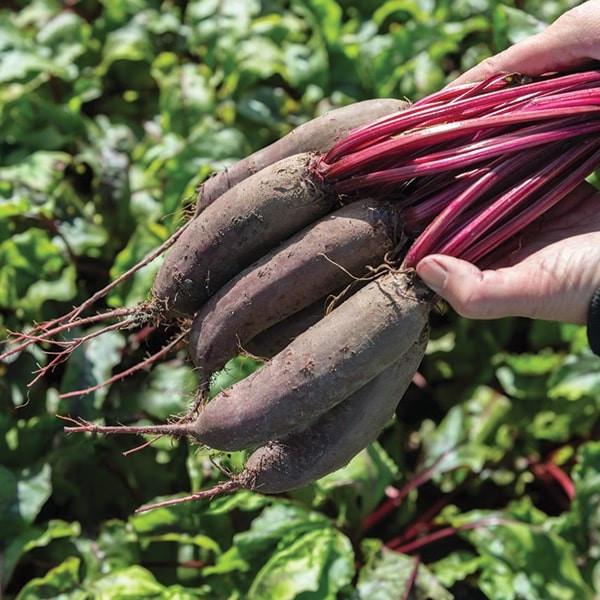 Семена свеклы Агро Имидж Таунус F1 Bejo Zaden Бейо Голландия 10 г (1746409102) - фото 2 Семена свеклы Агро Имидж Таунус F1 Bejo Zaden Бейо Голландия 10 г (1746409102) - фото 2