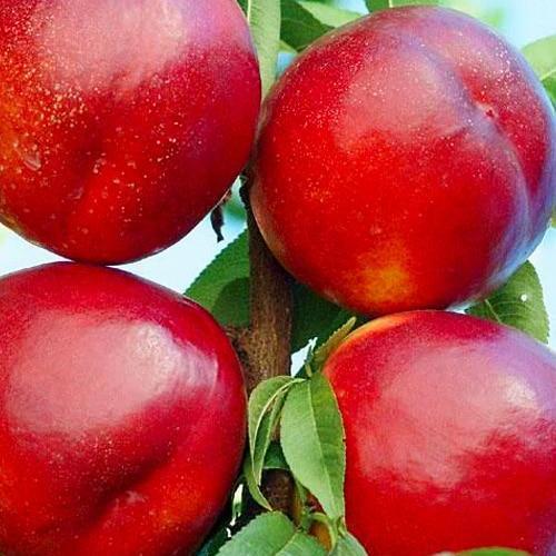 Саджанець Нектарин Біг Топ персик лисий середній термін дозрівання (61886)