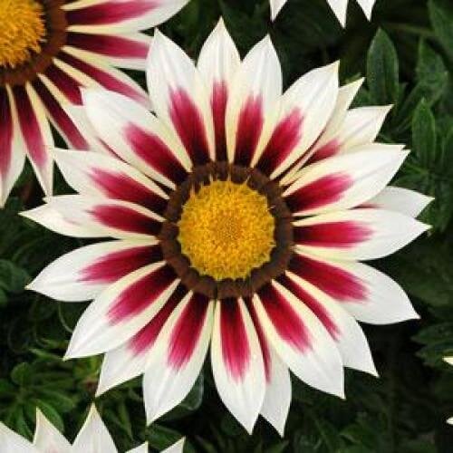 Семена цветов Газания PanAmerican NEW DAY ROSE STRIPE 500 шт. (BN07339-2)