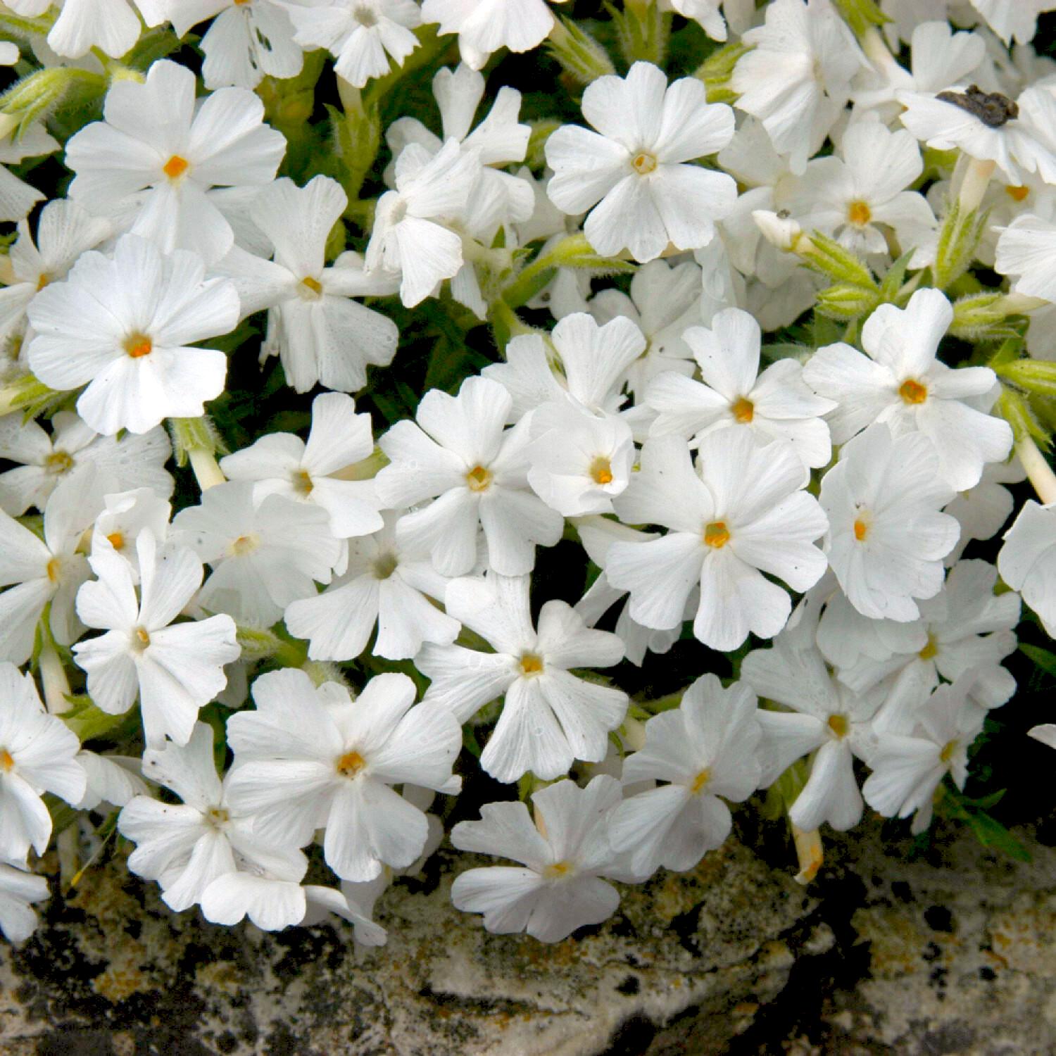 Флокс шиловидный Dobrodar Phlox Maishnee 1 шт. (38291689)