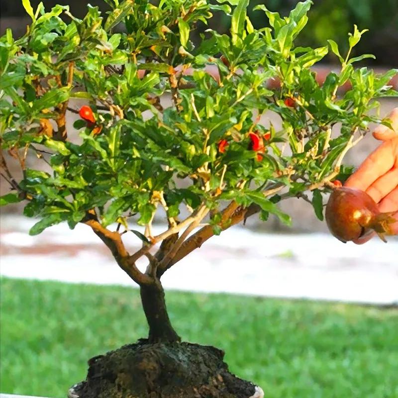 Семена граната комнатного Гранада 5 шт. - фото 3