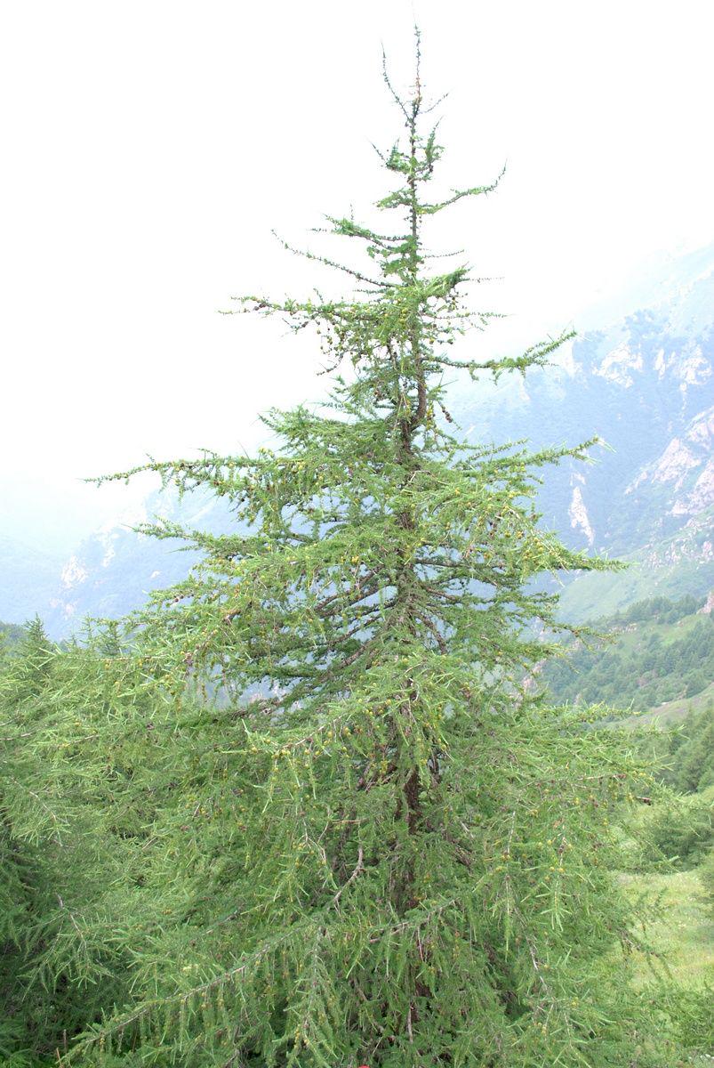 Саджанець Модрина принца Рупрехта Larix 3 шт.