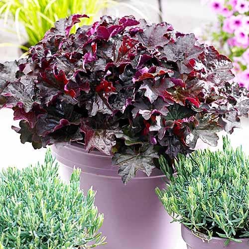 Гейхера Florium Palace Purple (3963)
