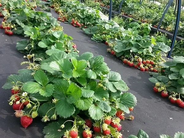 Агроволокно Greentex Р100 3,2x20 м Чорний (25020402) - фото 7 Агроволокно Greentex Р100 3,2x20 м Чорний (25020402) - фото 7