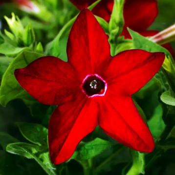 Семена цветов Syngenta Табак крылатый Saratoga Red 250 шт. (BN01606-2)