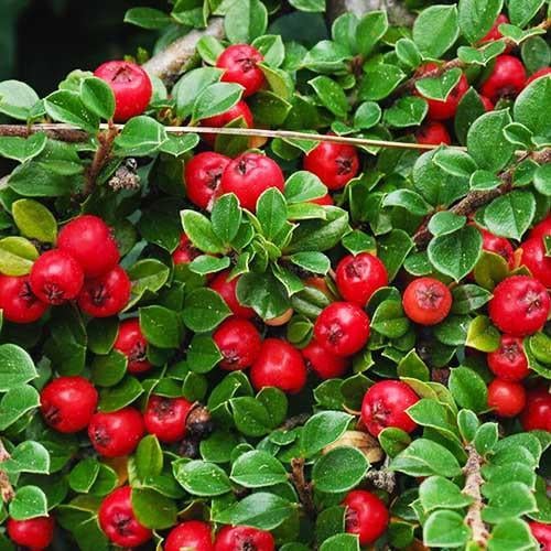 Саджанці кизильник Даммера горщик 0,5 л