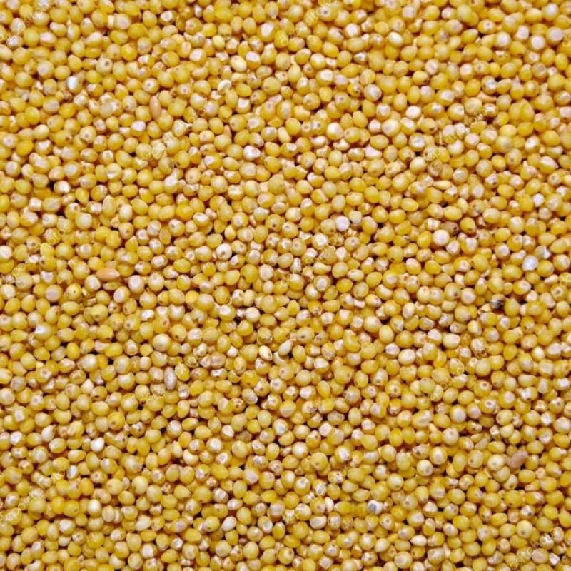 Насіння просо необроблене для годівлі/посіву 1 кг (24382667)