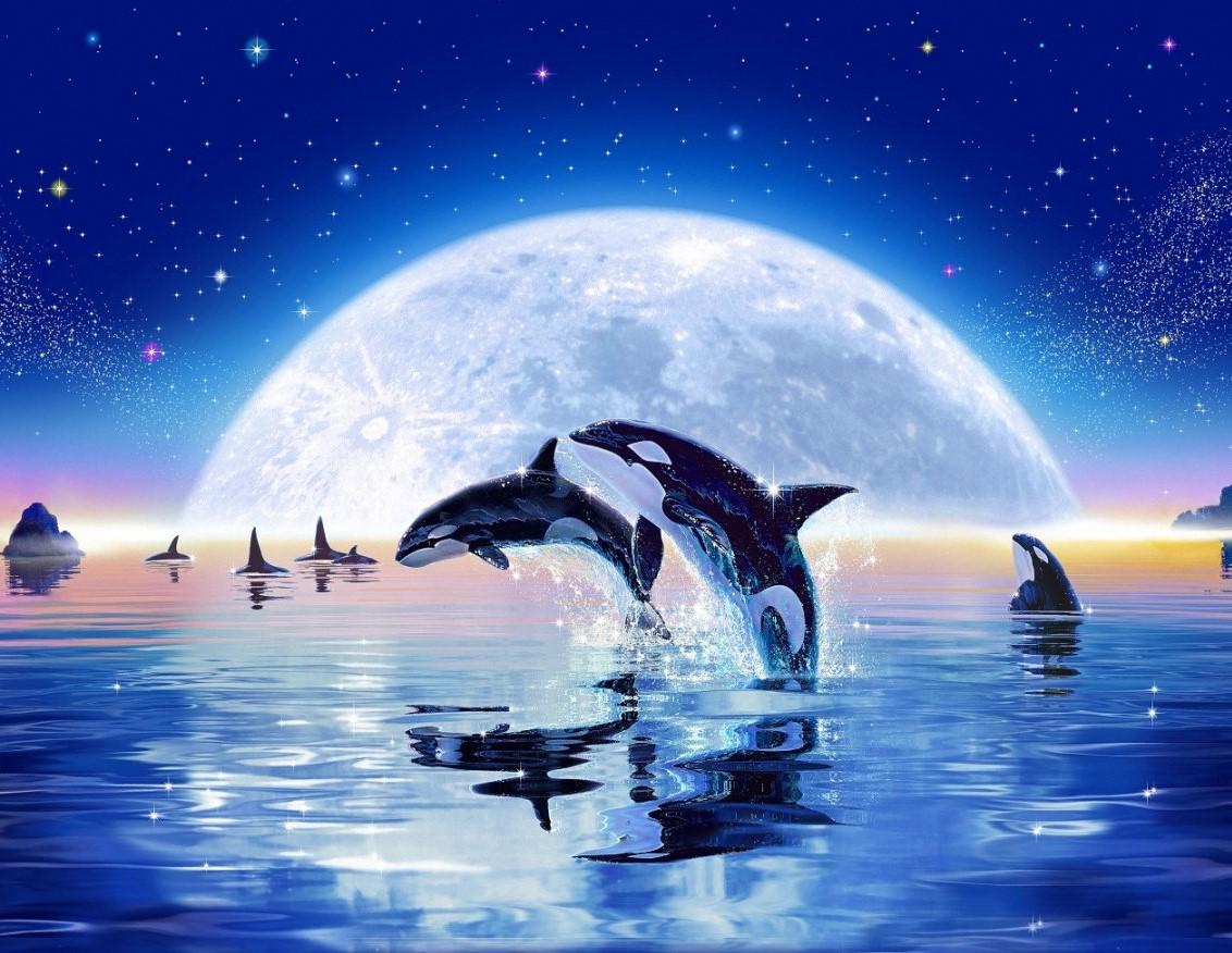 Картина по номерам Josef Otten Животные Касатки 30х40 см в термопакете (1263EKTL_O-mt)