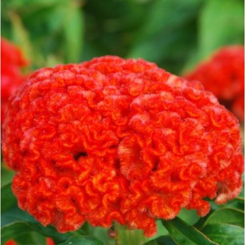 Семена цветов Sakata Целозия гребенчатая Chief Persimmon 500 шт. (BN06585-2)