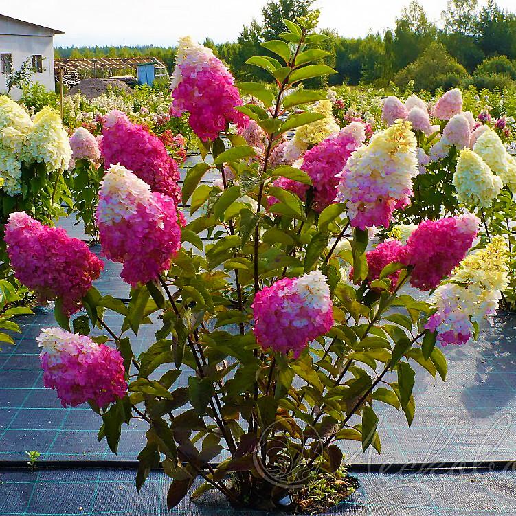 Саженец гортензии метельчатая Hydrangea paniculata Fraise Melba Р9 (1423572173) - фото 3