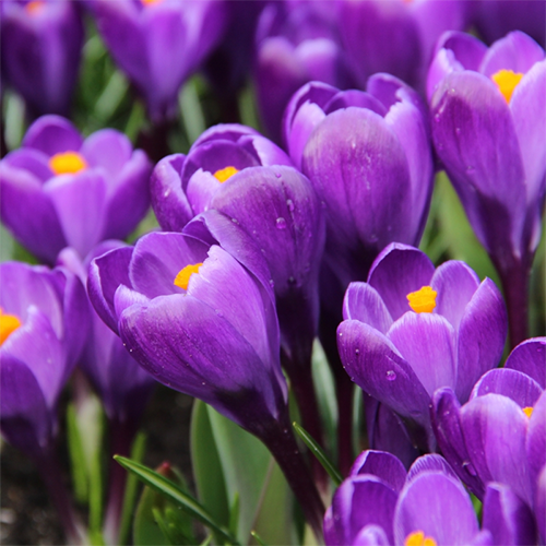 Крокус великоквітковий Флауер Рекорд Flower Record 3 шт. (38278239)