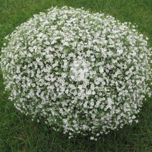 Семена цветов Гипсофила ползучая Gypsy Compact White Sakata 250 шт. (BN07200-2)