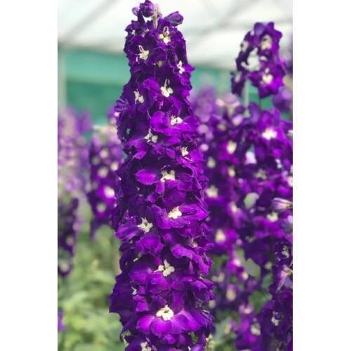 Семена цветов Дельфиниум новозеландский Purple Passion F1 h 1,2 - 1,5 m New Zealand Delphiniums 5 шт. (BN13070-4)