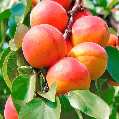 Саджанець Абрикос Фаворит літній сорт пізній термін дозрівання (178189)