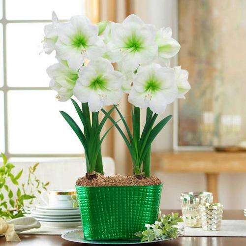 Амариллис Florium Christmas Gift (4546)