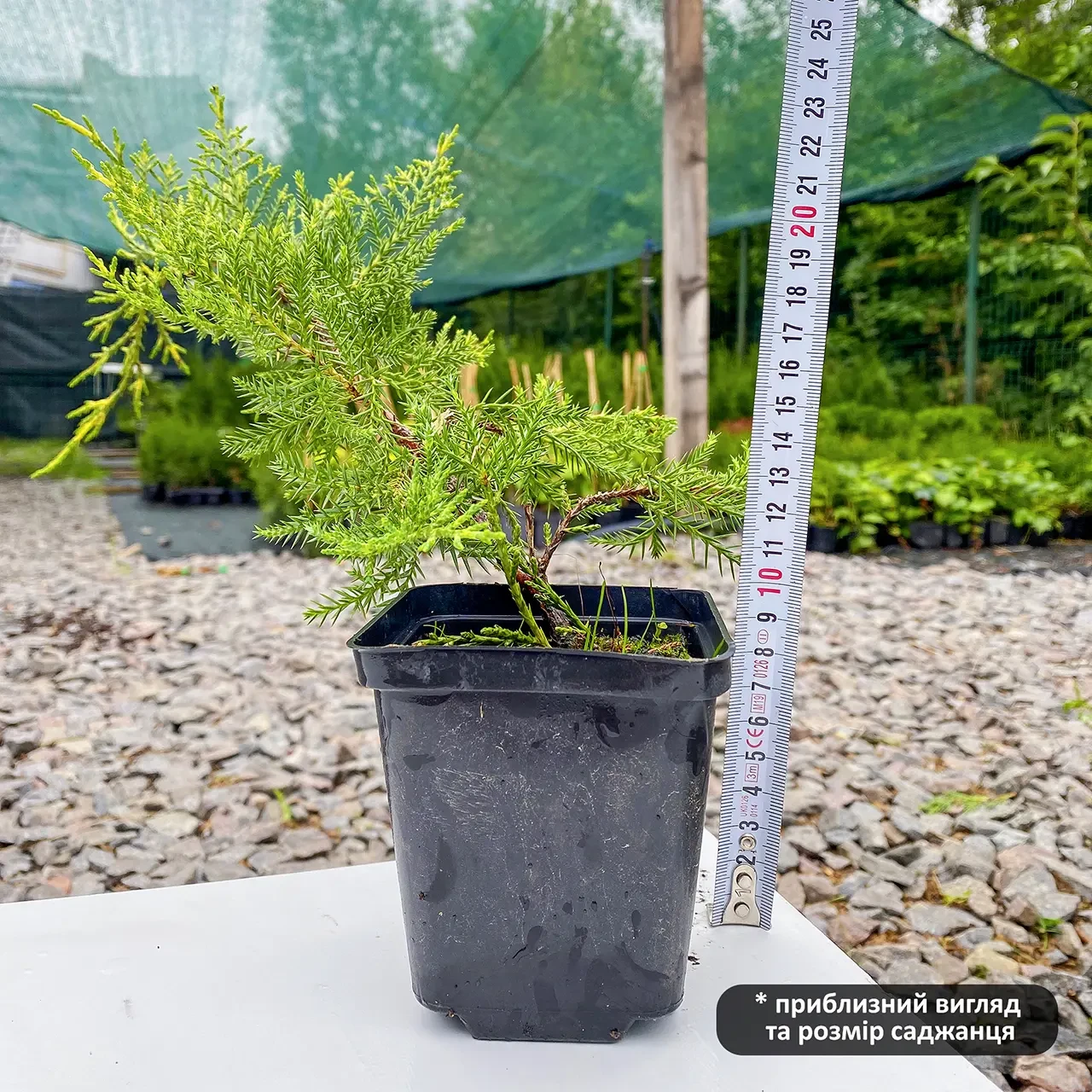 Саджанець ялівцю середнього Juniperus x media Gold Coast Р9 (769054081) - фото 4 Саджанець ялівцю середнього Juniperus x media Gold Coast Р9 (769054081) - фото 4