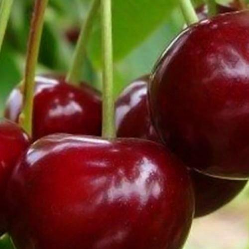 Сажанец Вишня Эрди Крупноплодная летний сорт среднеспелый срок созревания (20935)