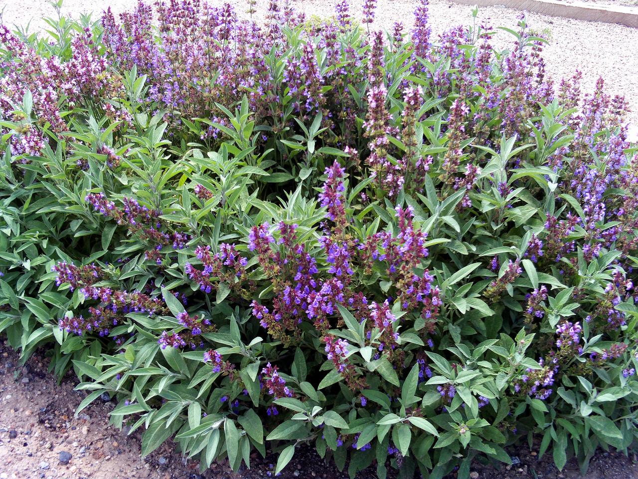 Семена Salvia officinalis 10 шт. (2205134819)