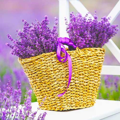 Семена Лаванда (4260)