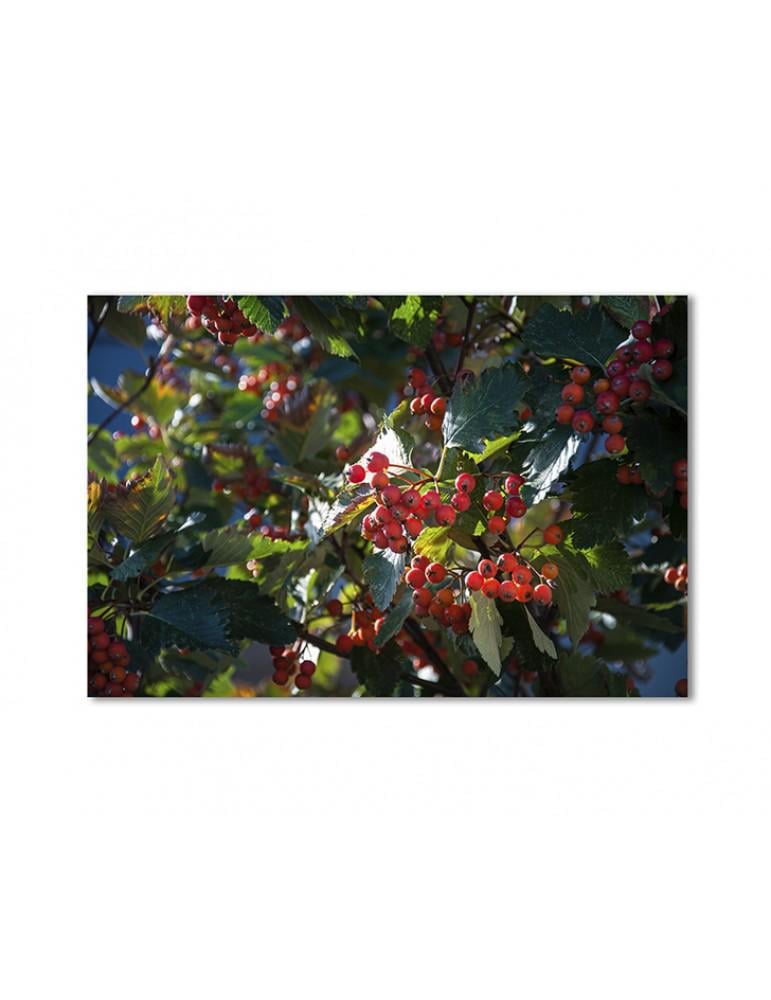 Картина модульная Рябина 1 модуль 80x120 см(100822cvety_i_rasteniya)