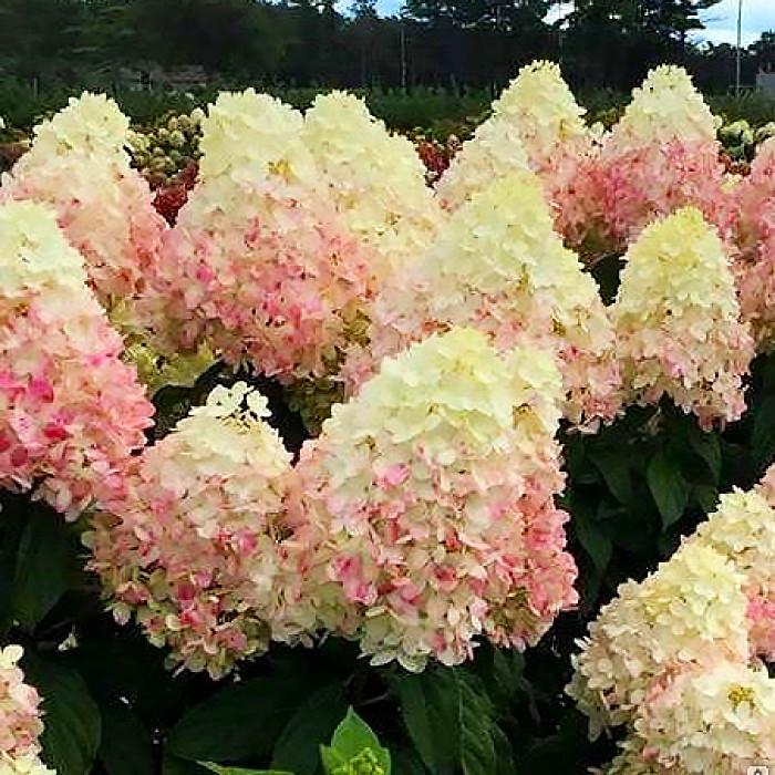 Саджанець гортензії волотистої Hydrangea paniculata Magical Sweet Summer Р9 (1423122917)