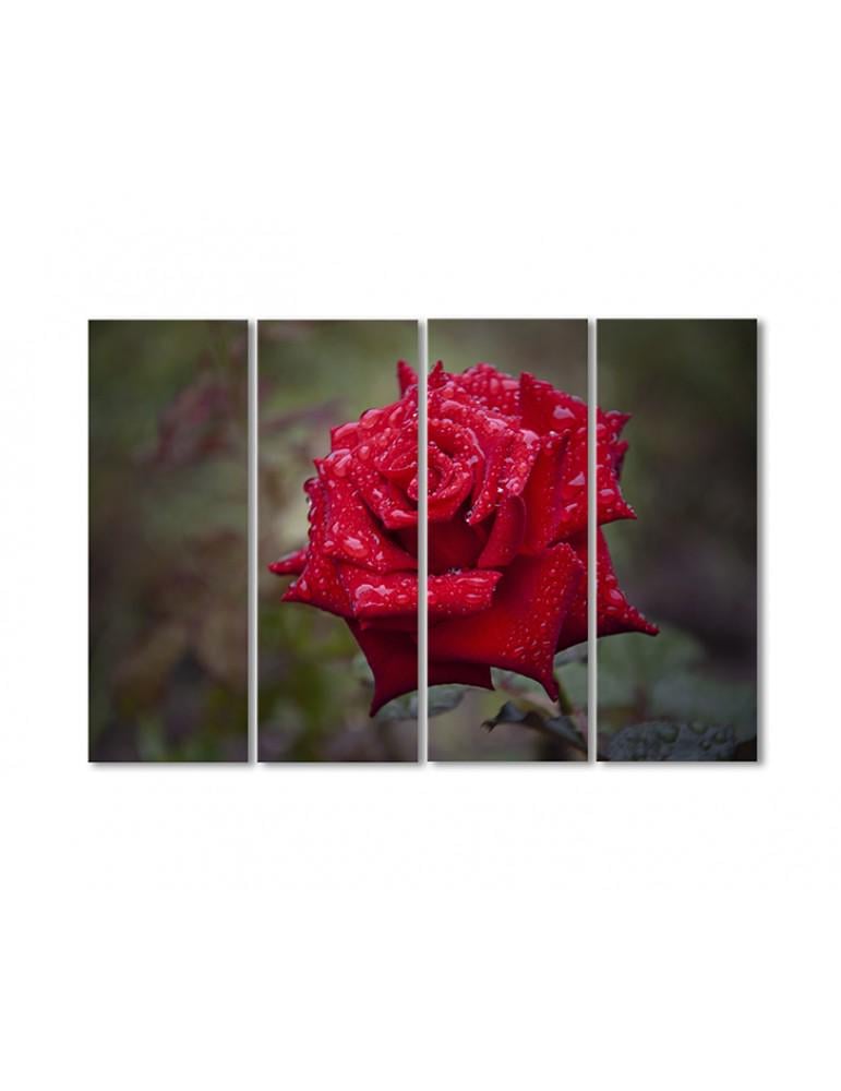 Картина модульная Роса на красной розе 4 модуля 70x105 см