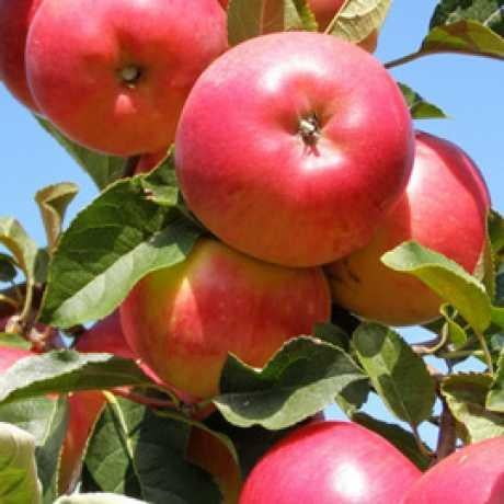 Саджанець Айдаред зимній сорт (2070533738)