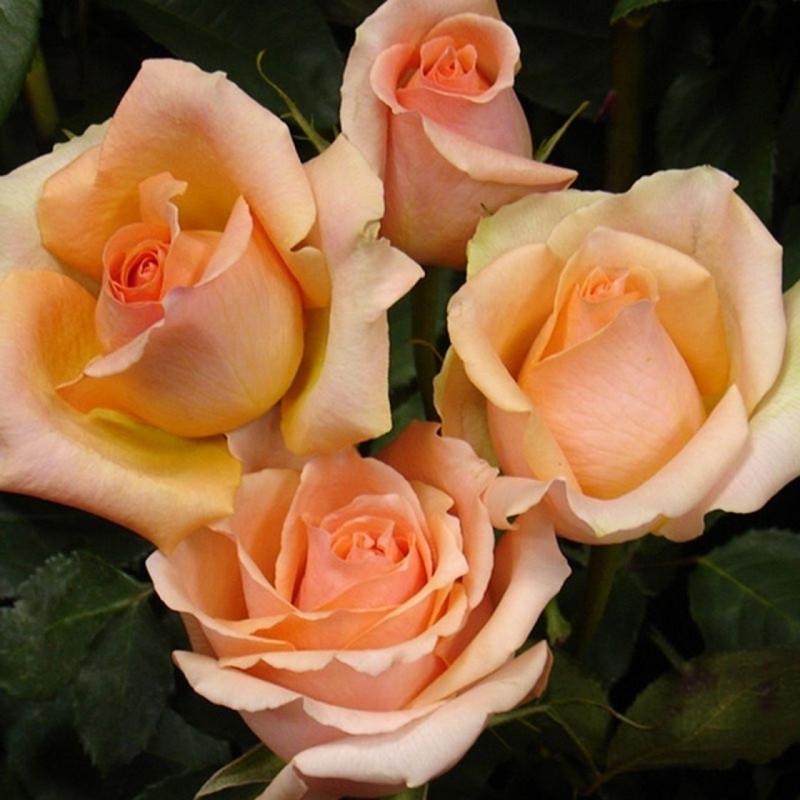 Роза Prima Donna Чайно-гибридная в контейнере (2669460473) - фото 6