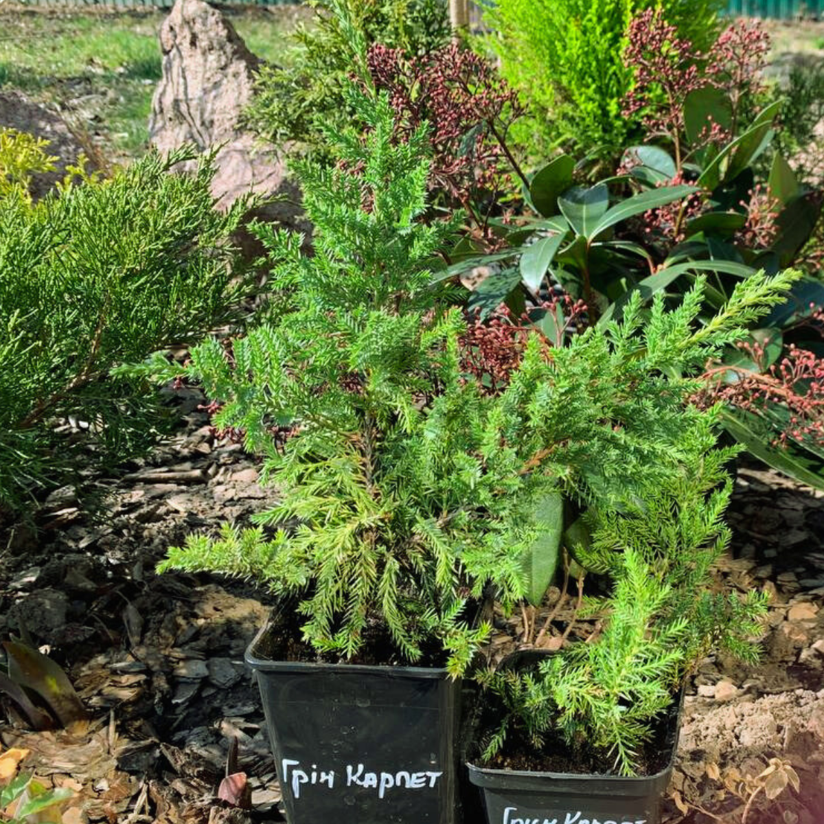 Ялівець звичайний Green Carpet С1 (2669429285) - фото 4 Ялівець звичайний Green Carpet С1 (2669429285) - фото 4