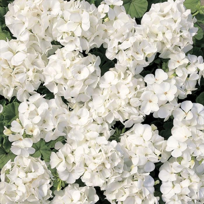 Семена цветов Syngenta Пеларгония садовая Multibloom White 1000 шт. (BN01654)
