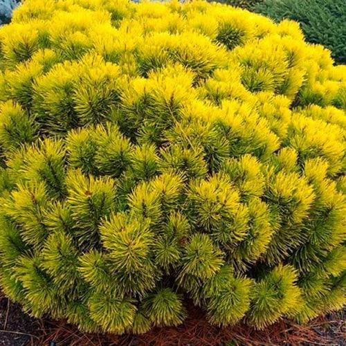 Сосна горная Carstens Wintergold 80-90 см (29294237)