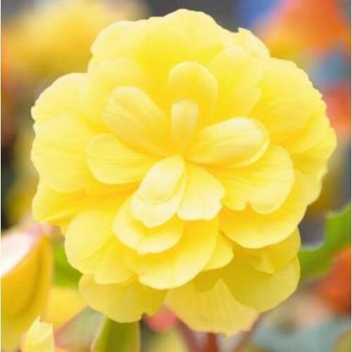 Семена цветов Бегония клубневая Illumination Lemon Benary 10 шт. (BN07317-4)