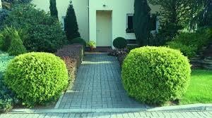 Саженцы туя западная Тедди контейнер 0,5 л - фото 2