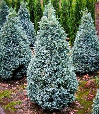 Кипарисовик горохоплодный Boulevard в контейнере 0,5 л