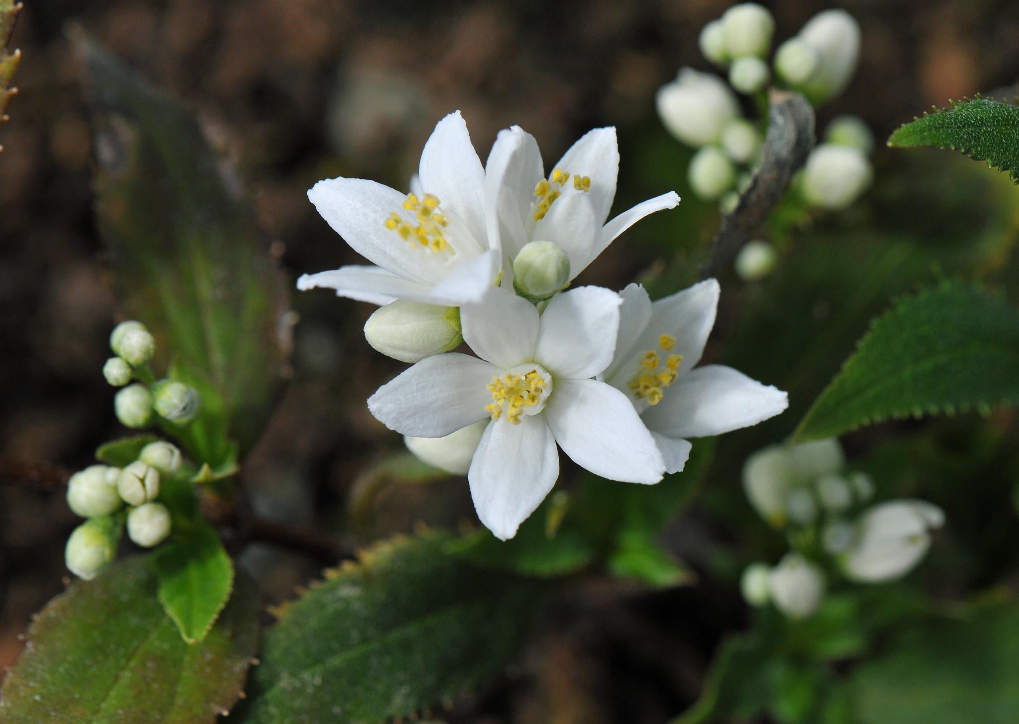 Дейція витончена Deutzia gracilis 12 шт. (38284306)
