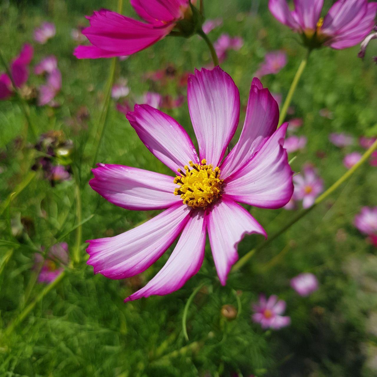 Семена цветов Космея смесь 100 шт. (2894501699)